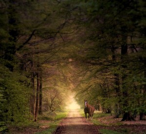 (I do not own this image. Image belongs to  photophilde.) 